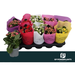 KAL GE PERF GEM 5 KL