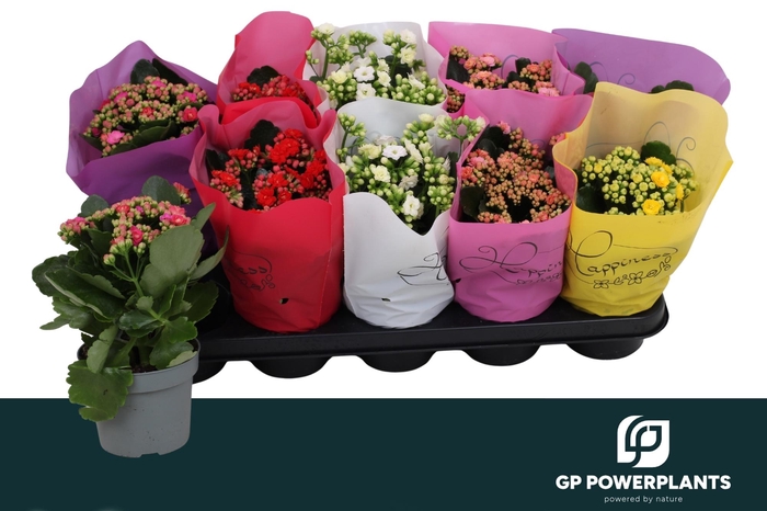 <h4>KAL GE PERF GEM 5 KL</h4>