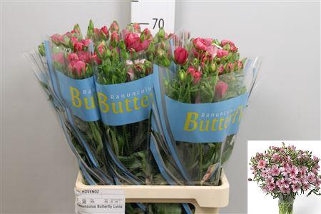 <h4>Ran Butterfly Lycia</h4>