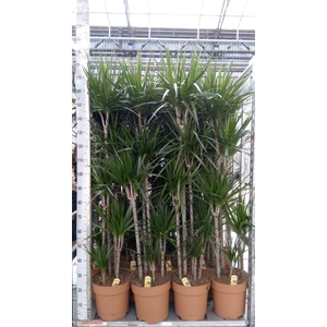 Dracaena marg.