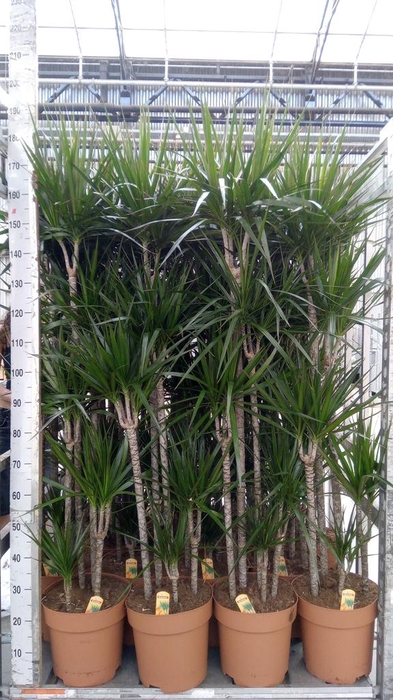 <h4>Dracaena marg.</h4>