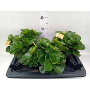 Peperomia obt. 'Green Gold'
