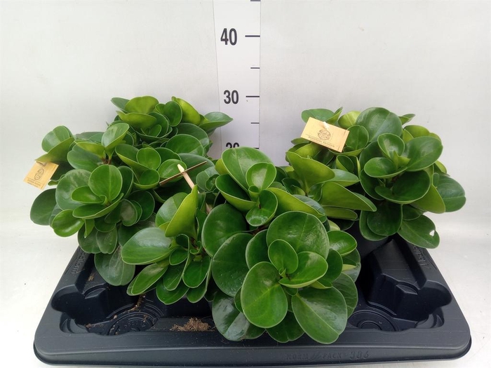 <h4>Peperomia obt. 'Green Gold'</h4>