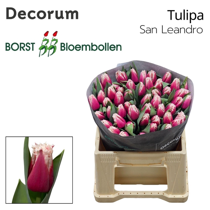 <h4>TU FR SAN LEANDRO</h4>