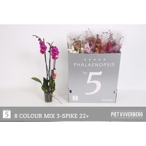 PHAL GEM 8 KL