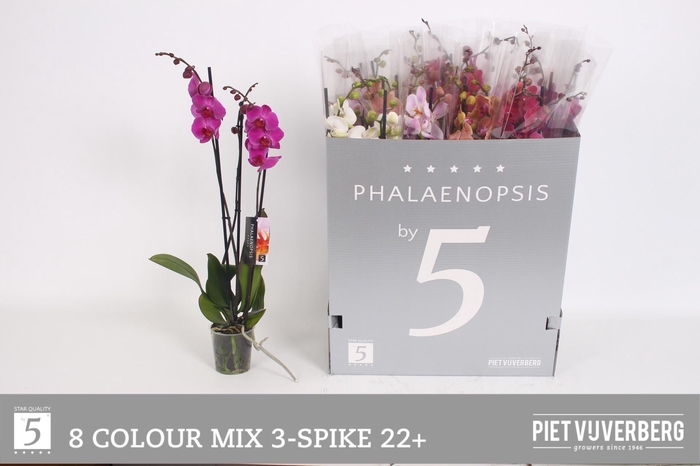 <h4>PHAL GEM 8 KL</h4>