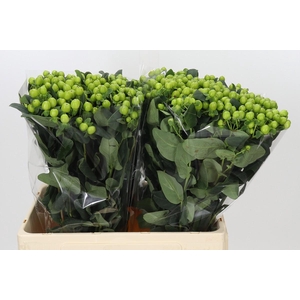 Hypericum Lucky Romance
