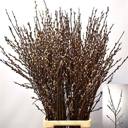 <h4>Salix Wilgenkatjes</h4>