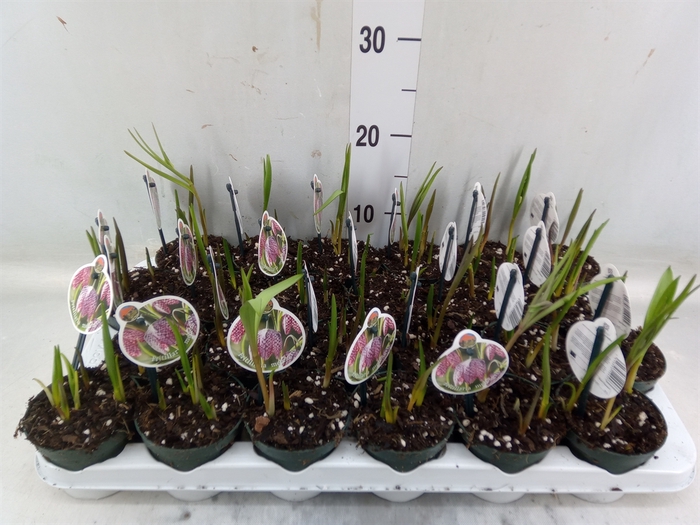 <h4>Fritillaria meleagris</h4>