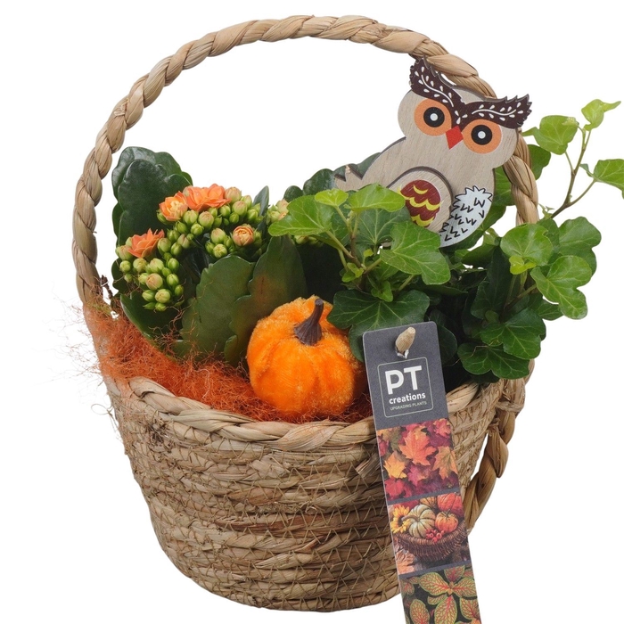 <h4>Arr.   Planten L%</h4>