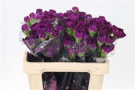 <h4>Di St Std Mirage</h4>