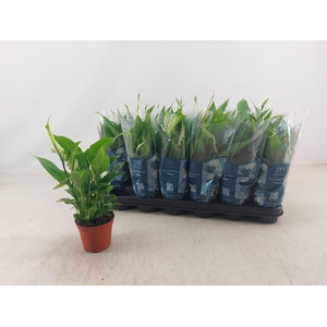 Spathiphyllum 9 Cm Chopin
