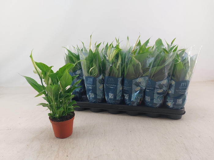 <h4>Spathiphyllum 9 Cm Chopin</h4>