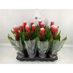 <h4>Guzmania   ...</h4>