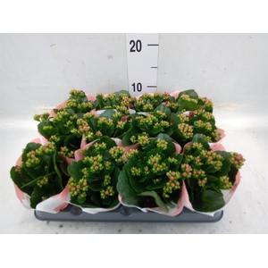 Kalanchoe  'RoseFlow Noelle'