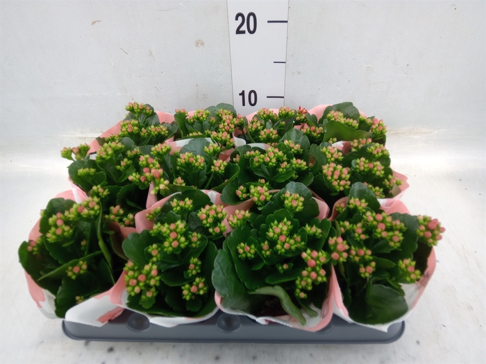 <h4>Kalanchoe  'RoseFlow Noelle'</h4>