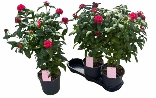 <h4>PENT GRAFFI PINK</h4>