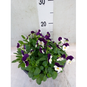 Viola corn. 'Evo Mini White Purple'