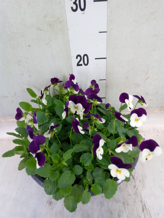 <h4>Viola corn. 'Evo Mini White Purple'</h4>