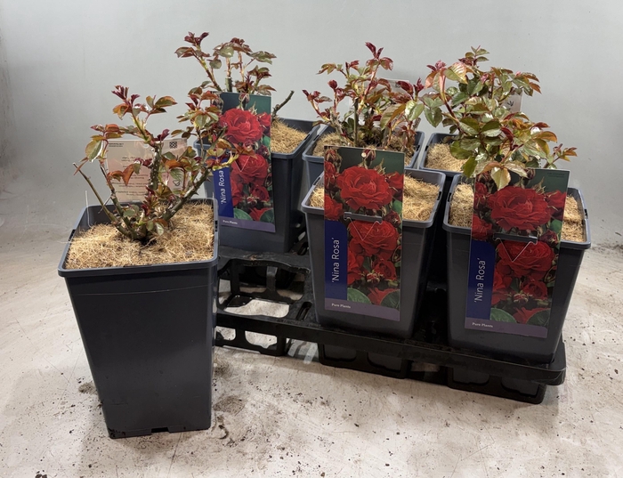 Rosa Nina Rosa Red