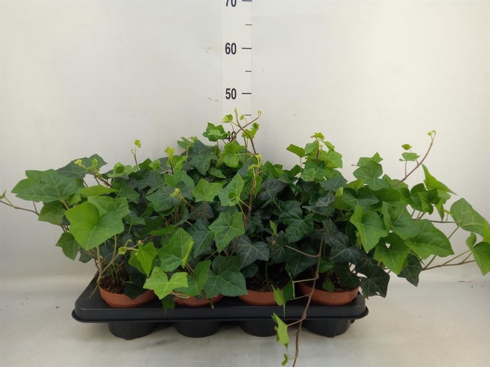 <h4>Hedera hibernica</h4>