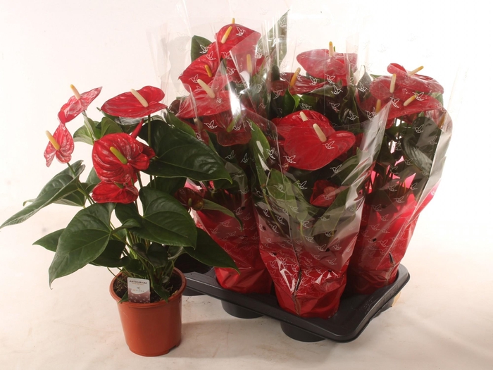 <h4>ANTHU A EASY RED</h4>