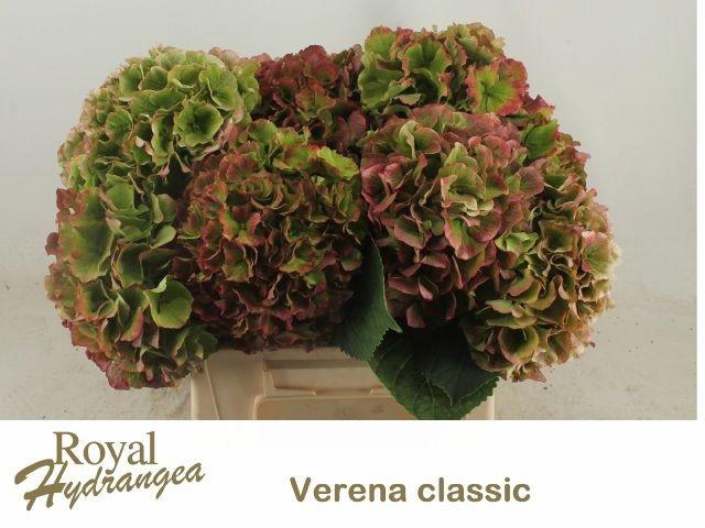 <h4>Hydr M Ch Verena Cl</h4>