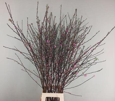 <h4>Prunus Triloba Rose</h4>