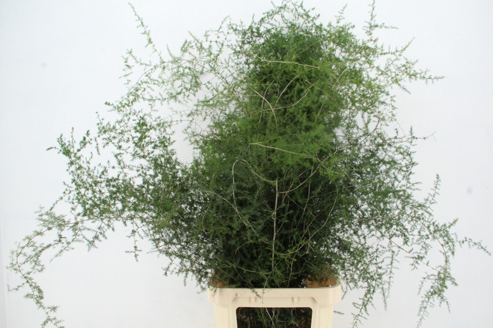 <h4>ASPARAGUS SELVATICO XL PER STEM</h4>