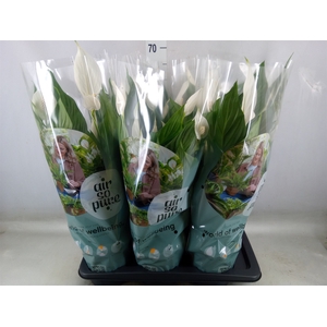 Spathiphyllum  'Bingo Cupido'
