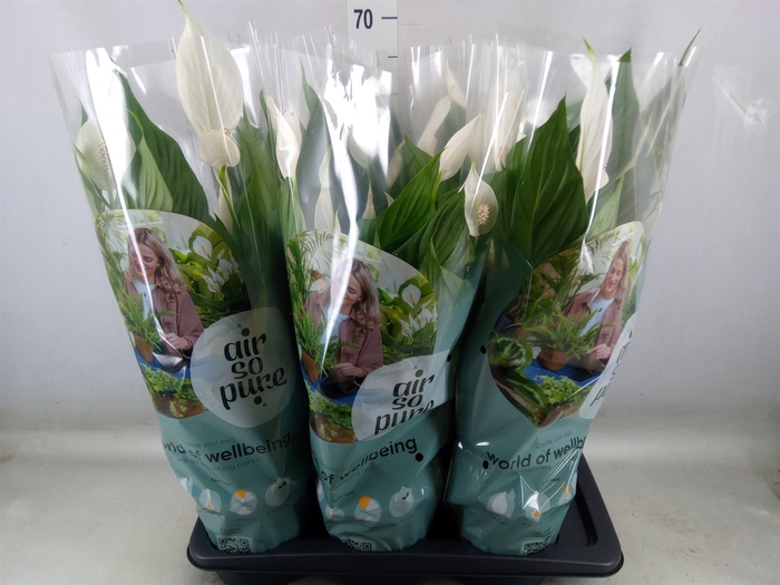 <h4>Spathiphyllum  'Bingo Cupido'</h4>