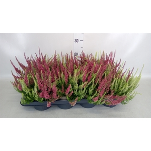 Calluna vulg. 'Garden G Twin'