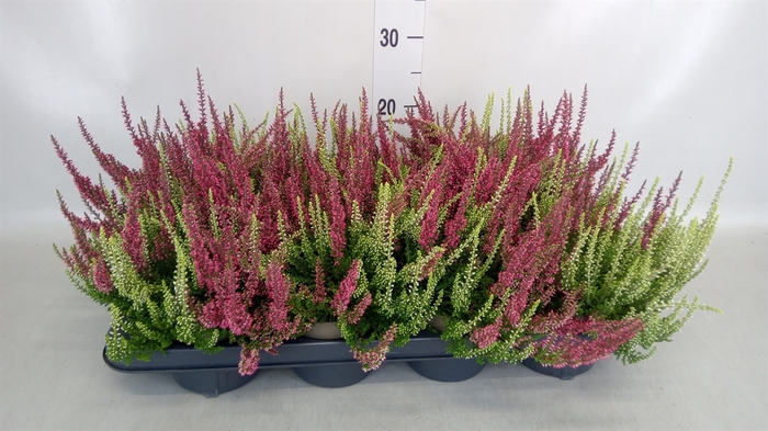 <h4>Calluna vulg. 'Garden G Twin'</h4>