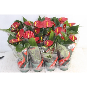 ANTHURIUM RED SUCCESS P09