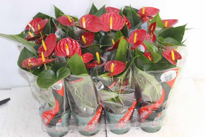 ANTHURIUM RED SUCCESS P09