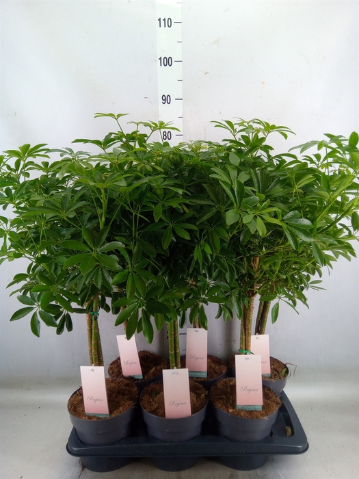 <h4>Schefflera arbor. 'Luseana'</h4>