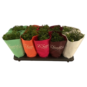 ASTE STARL GEM