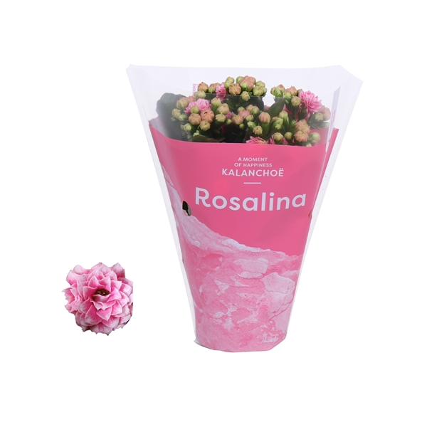 <h4>Kalanchoe Rosalina 07cm TST Don Alano, Roze hoes</h4>