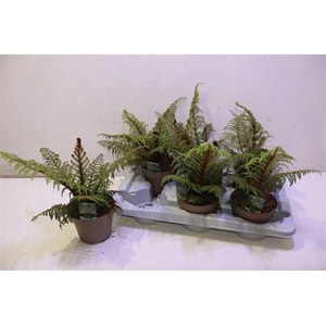 Cyathea Tomentosissi