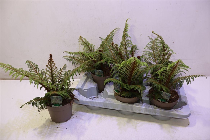 <h4>Cyathea Tomentosissi</h4>
