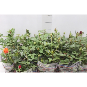 ROSEIRA MINI P11