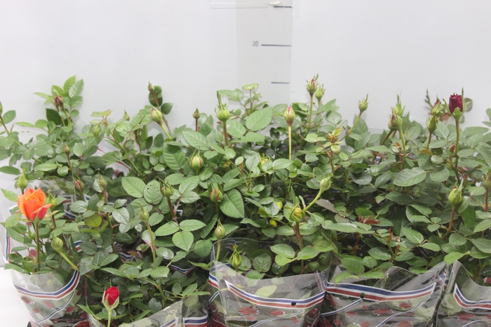 <h4>ROSEIRA MINI P11</h4>