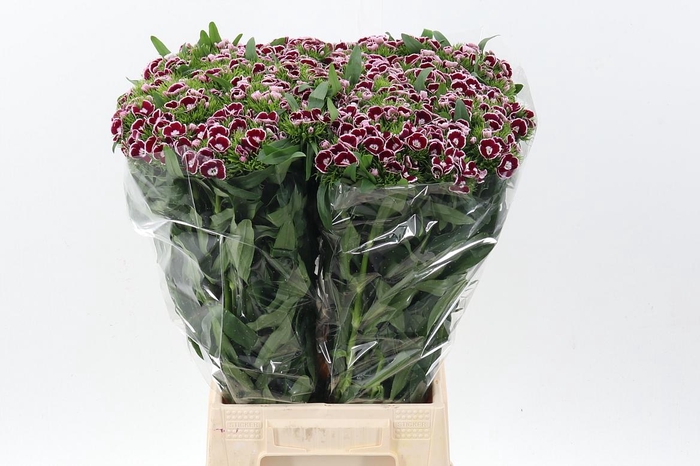 <h4>Di Barb King</h4>