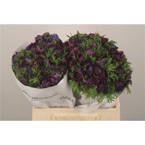 Anemone Levante Wine