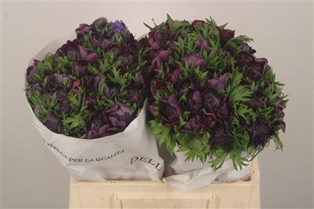 <h4>Anemone Levante Wine</h4>