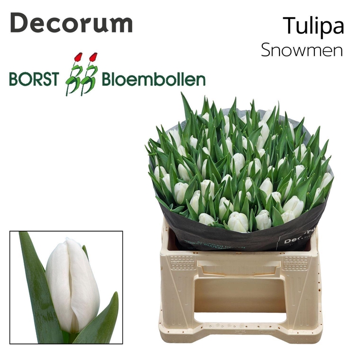 <h4>TU EN Snowmen</h4>