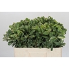 Pittosporum Ilan