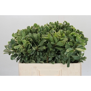 Pittosporum Ilan