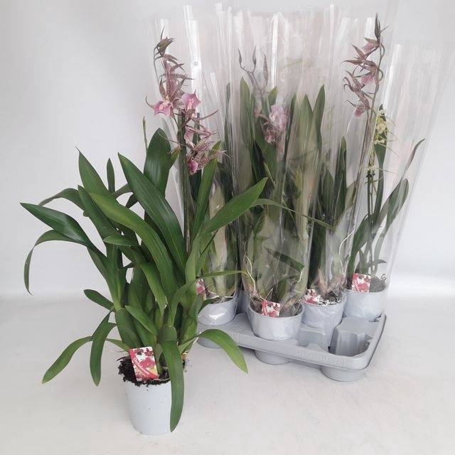 <h4>BRASSIA SUMMER DREAM</h4>