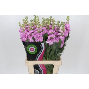 Matthiola Iron Pink
